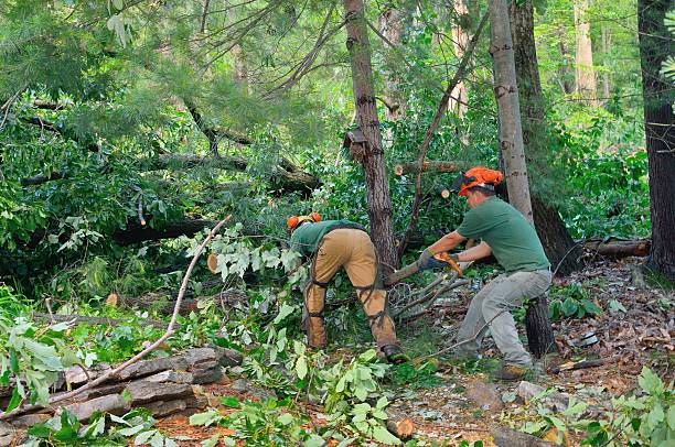 Trusted Port Charlotte, FL Tree Service Experts